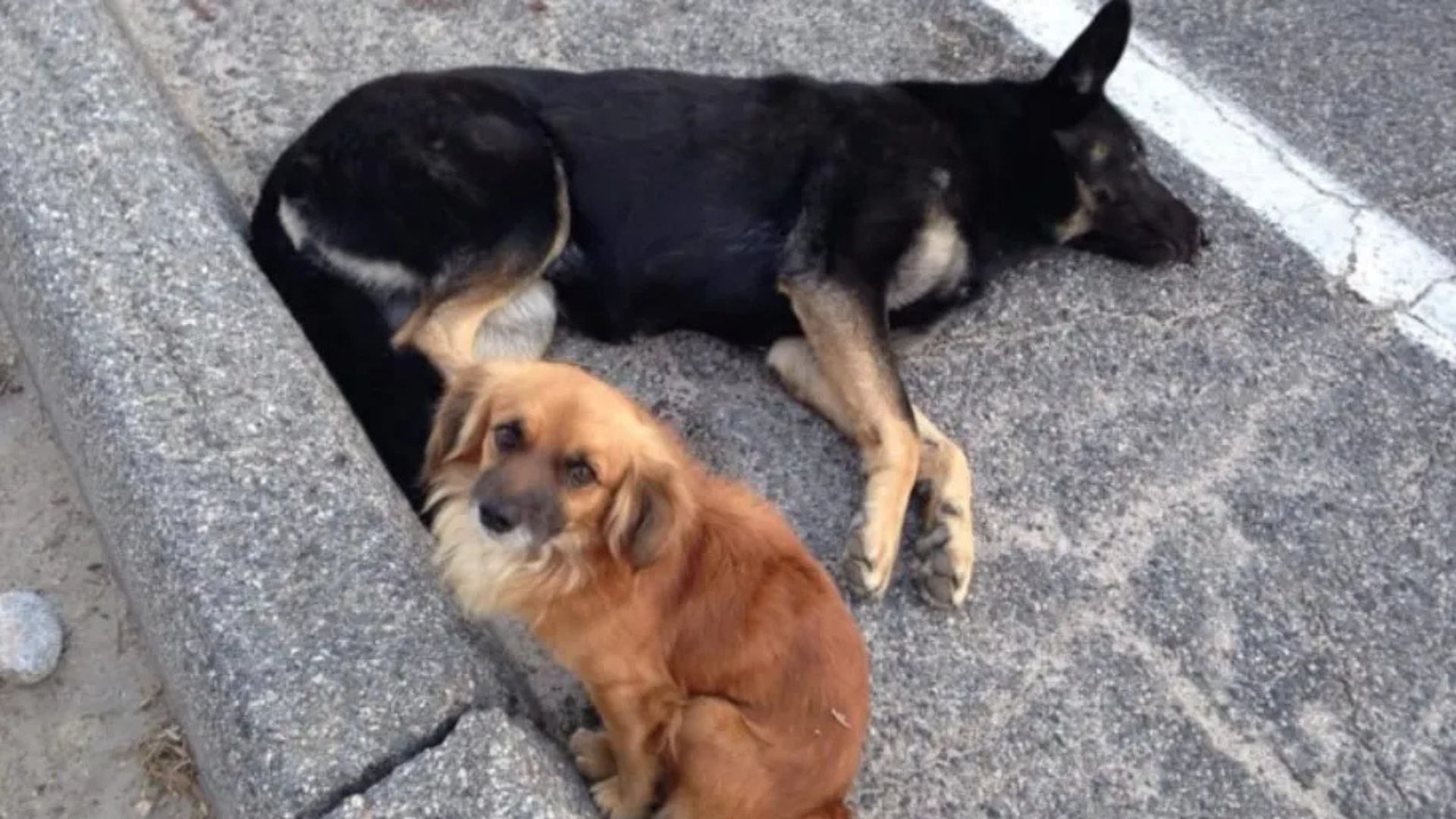 California Volunteers Discover Loyal Pup Guarding His Injured Friend In A Heartbreaking Roadside Scene