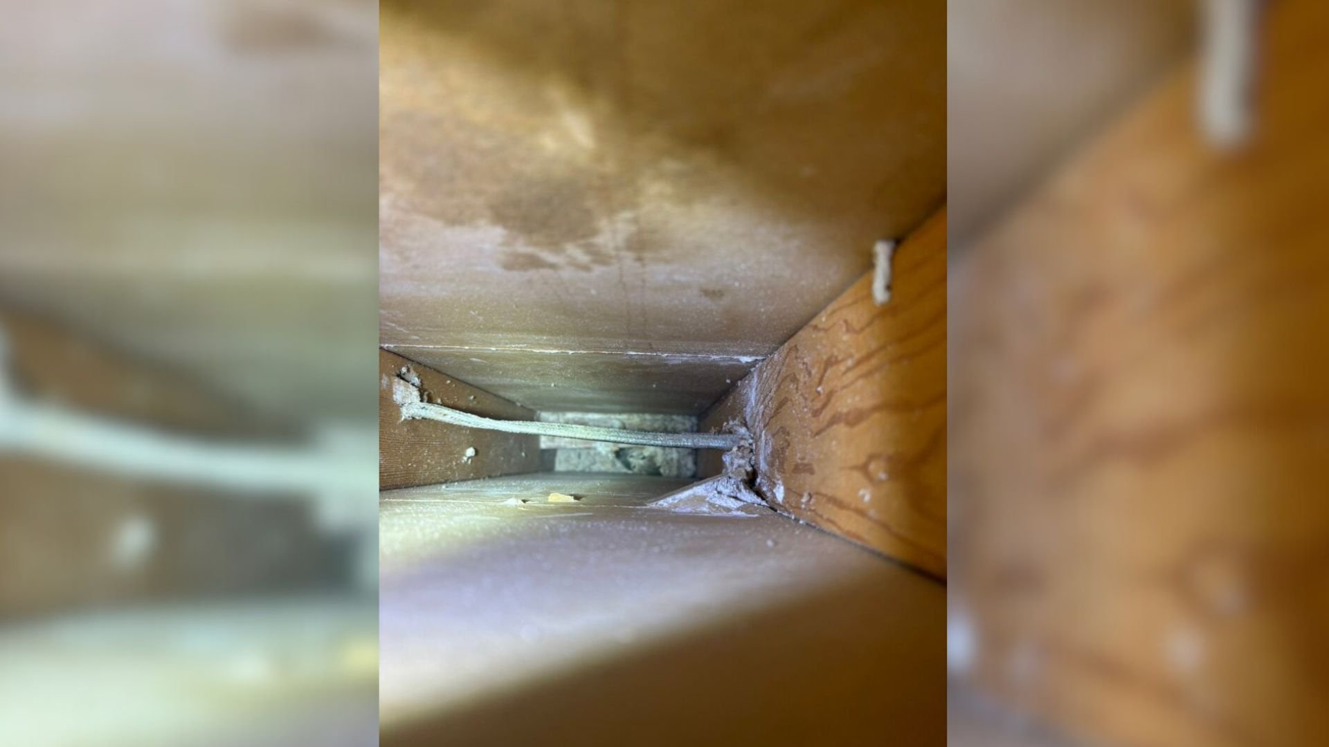 California Woman Heard Unexplained Noises From Her Walls, What She Found Inside Was Shocking