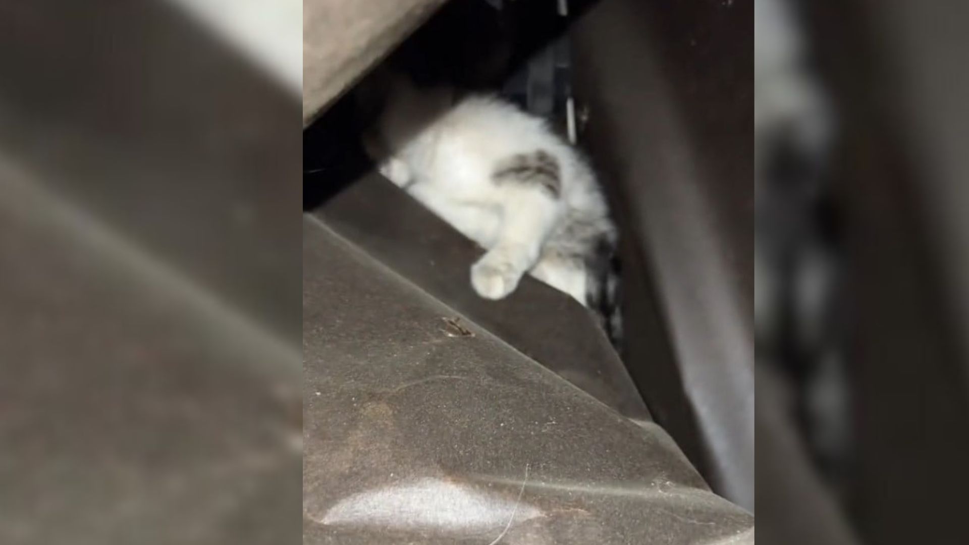 California Woman Sees Something Move In Her Garage And Discovers A Precious Surprise