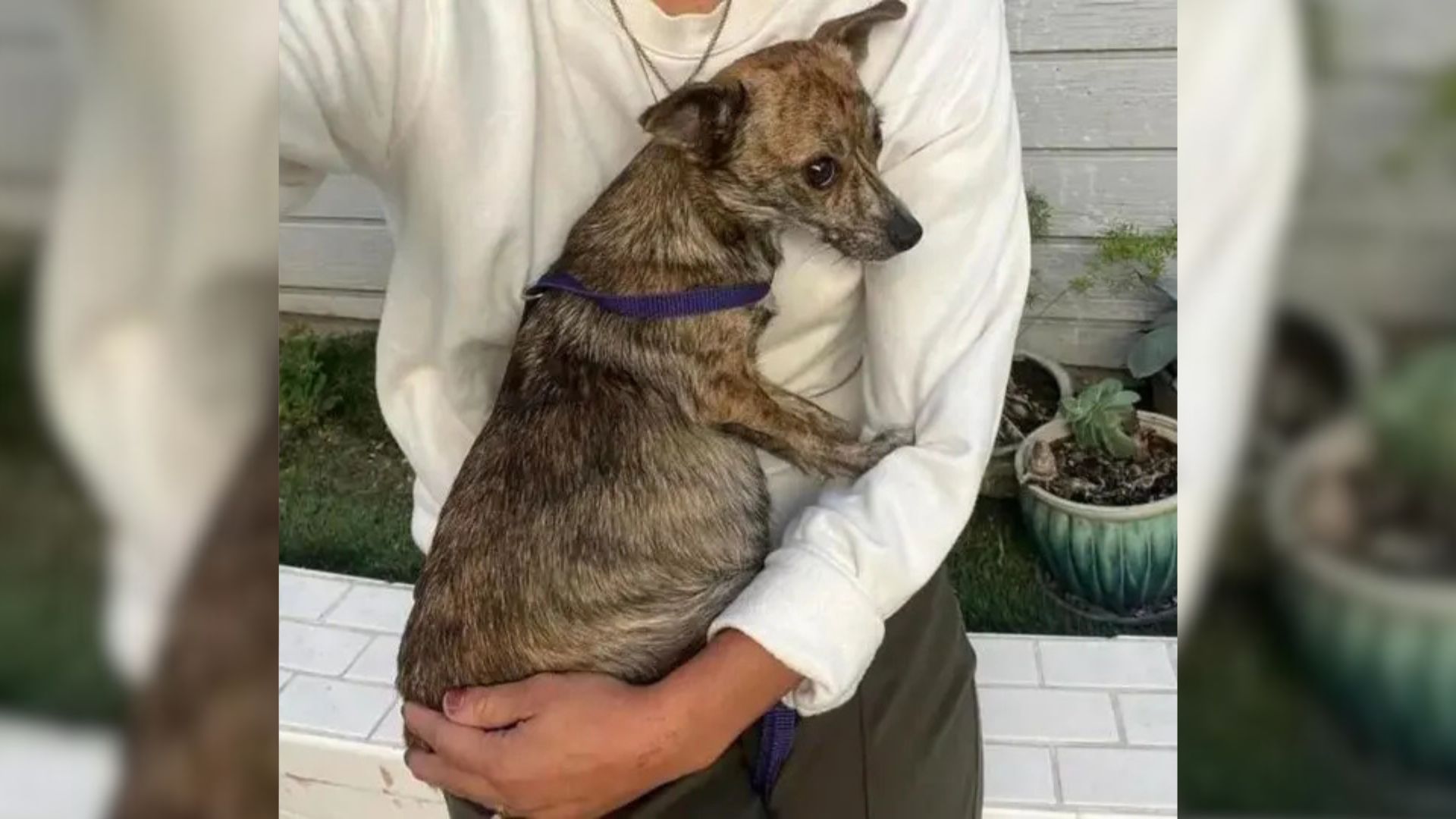 California Woman Shocked To Learn The Identity Of The Father Of The Puppies