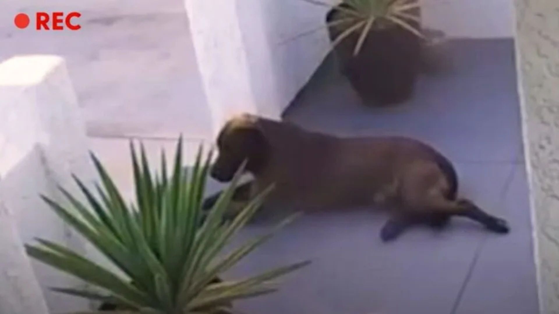 California Woman Stunned To Find A Stray Pup Returning Night After Night