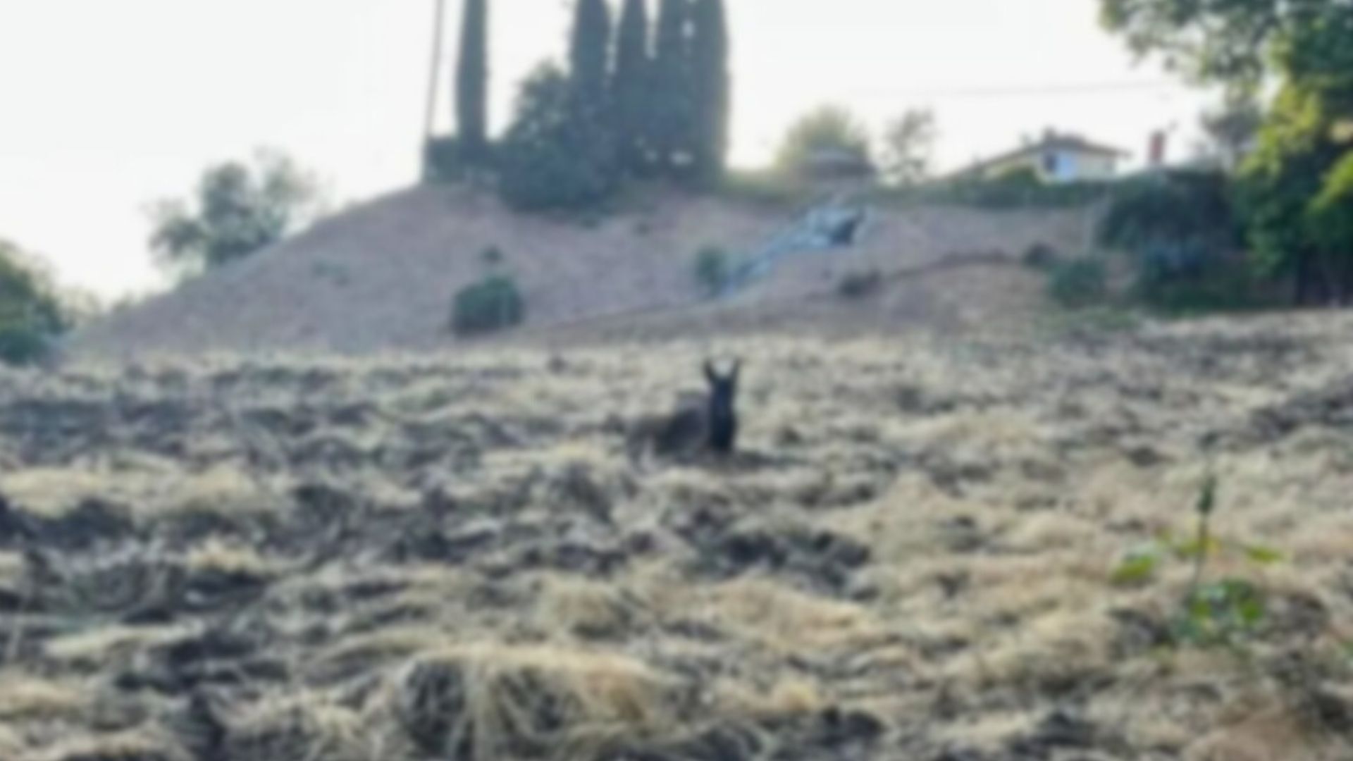 California Woman Walks Past A Hillside And Freezes When She Sees What’s Watching Her