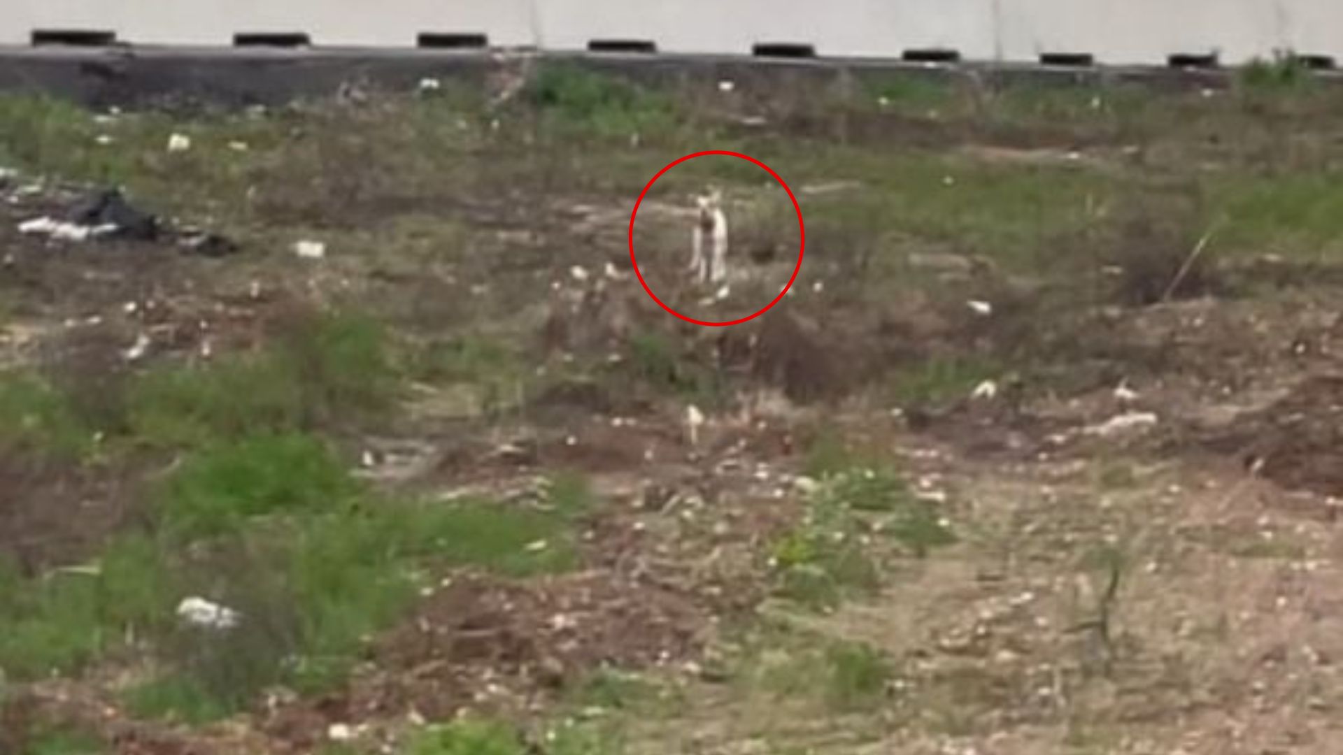 Chihuahua Left Near Texas Road Trembles In Fear As Rescuers Plan Her Delicate Escape