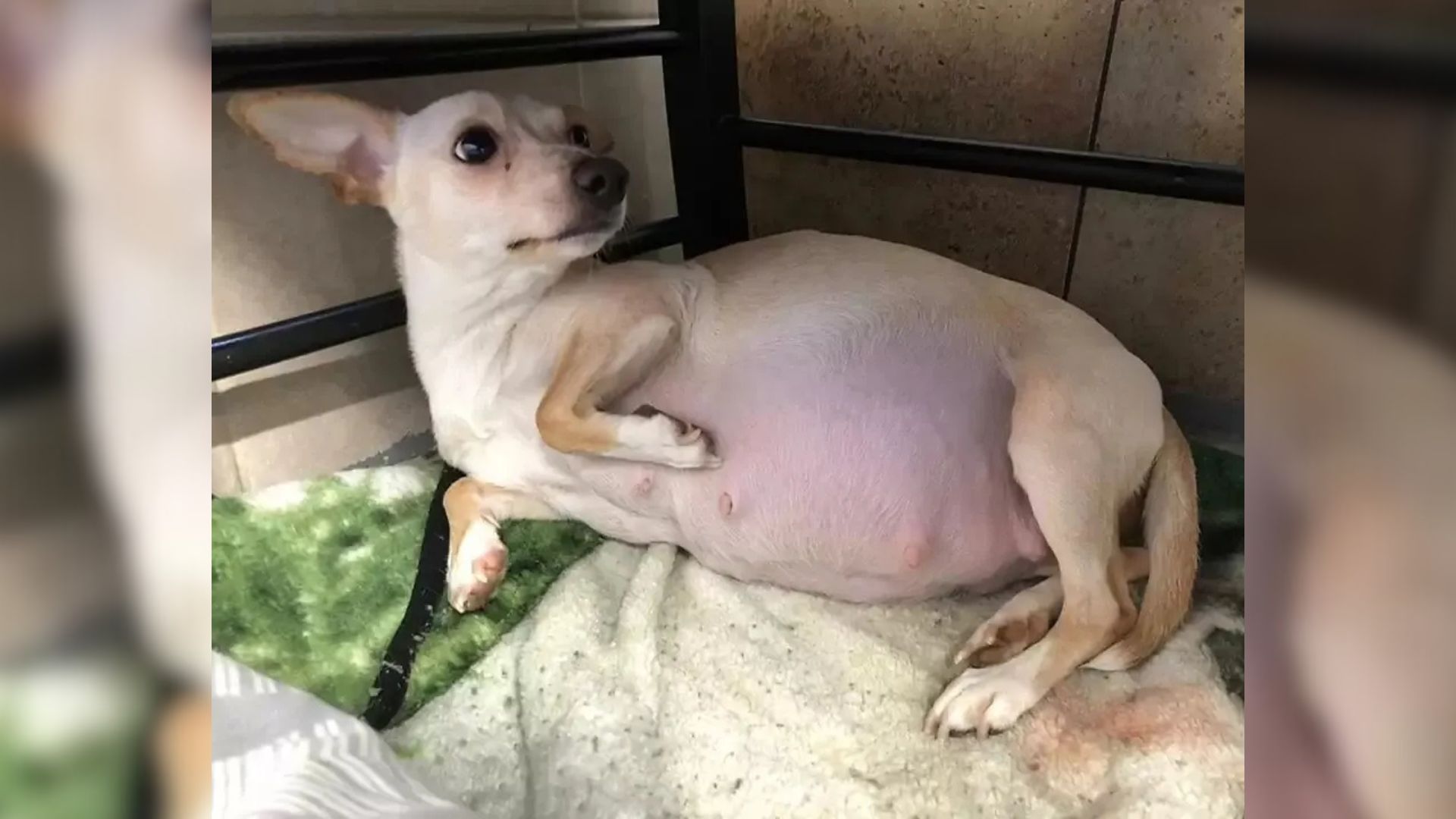 Chihuahua Mama In Kansas Delivers 11 Puppies