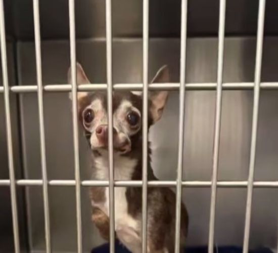 Chihuahua in a cage