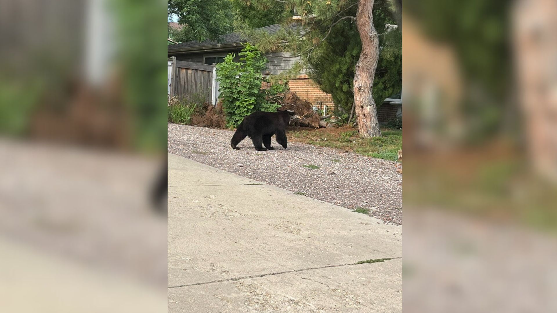 Colorado Residents Watch In Amazement As Furry Visitor Lounges Comfortably On Porch