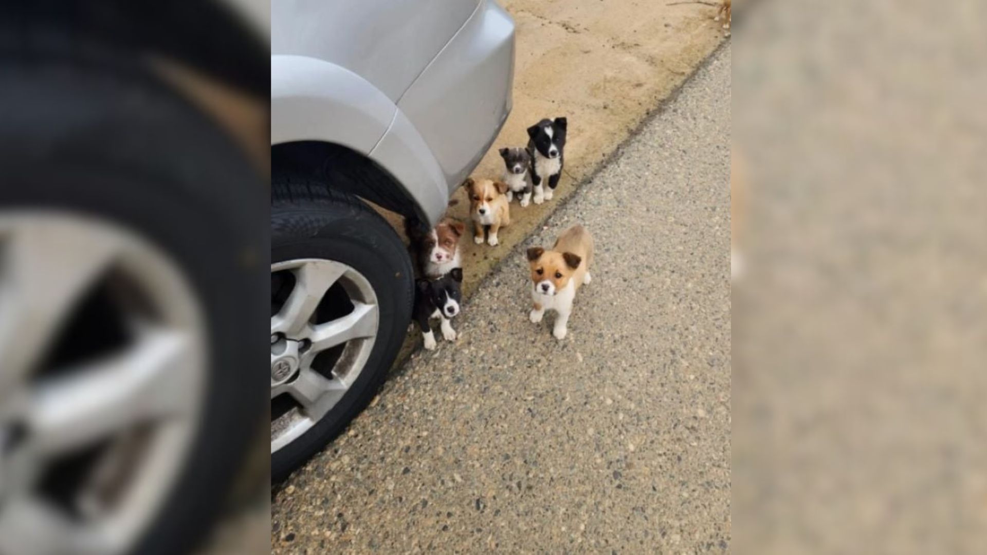 Compassionate Driver Finds Abandoned Dog And Puppies In California Orchard, Steps In To Save Them