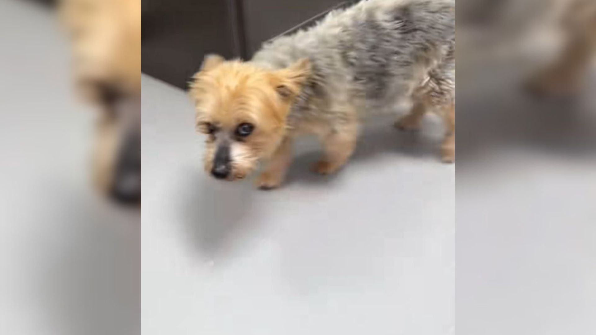 Concerned Colorado Owner Rushes Dog To Vet For Choking, Surprised By What Happens Next