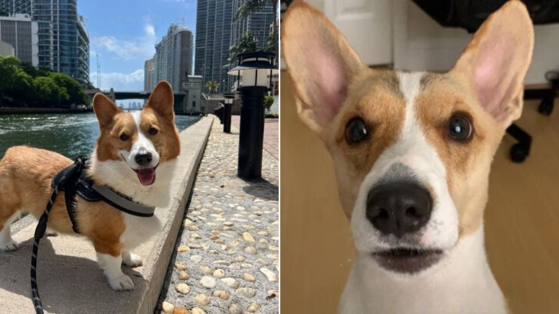 Corgi’s Unexpected Grooming Makeover Leaves Florida Family Stunned
