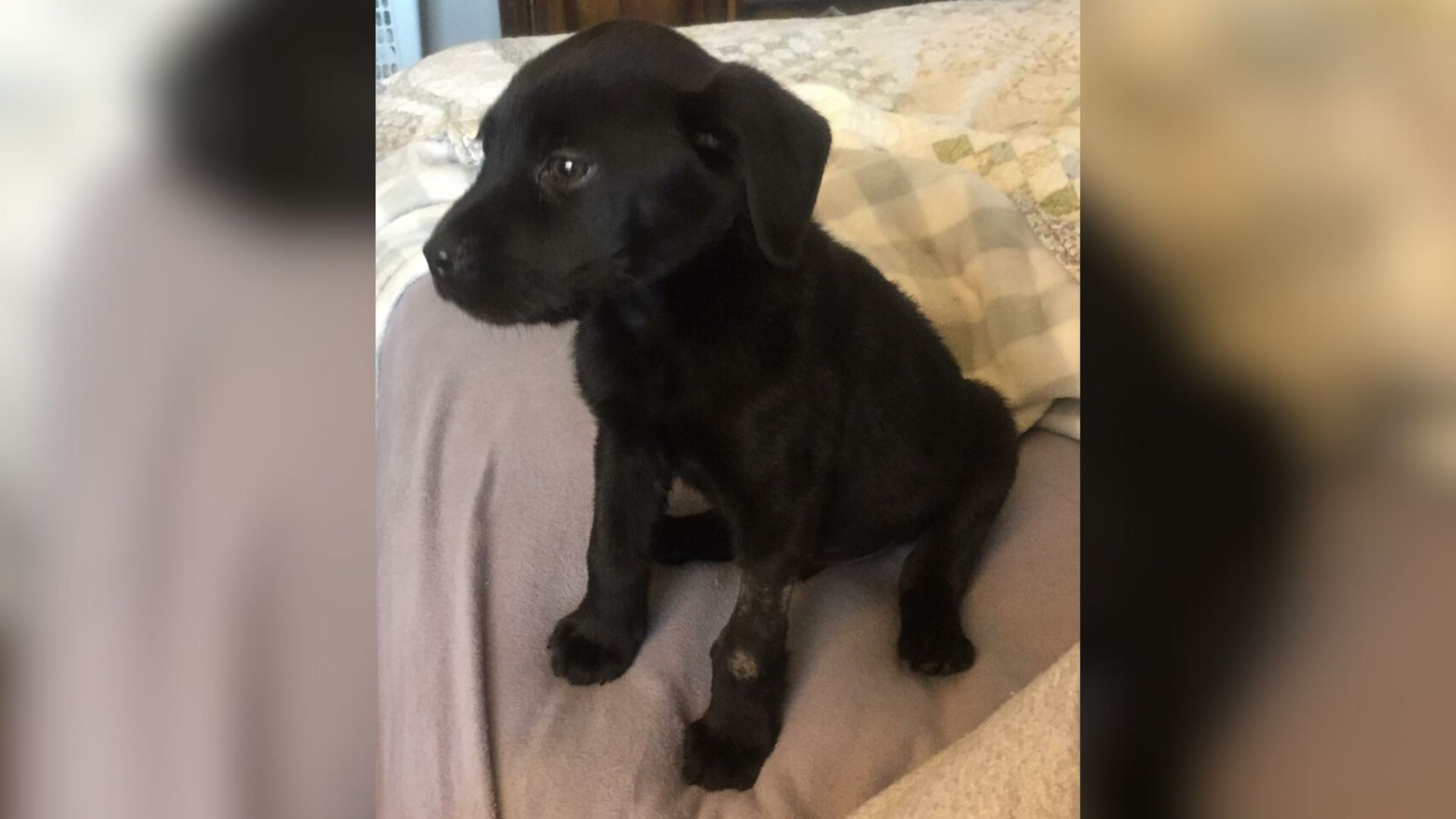 Deaf Puppy In Maine Finds The Perfect Dad Who Shares His Silent World