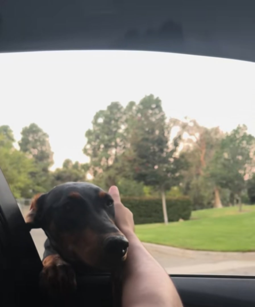 Doberman in car