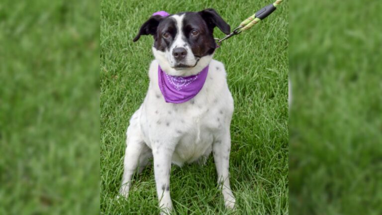 sweet dog on leash