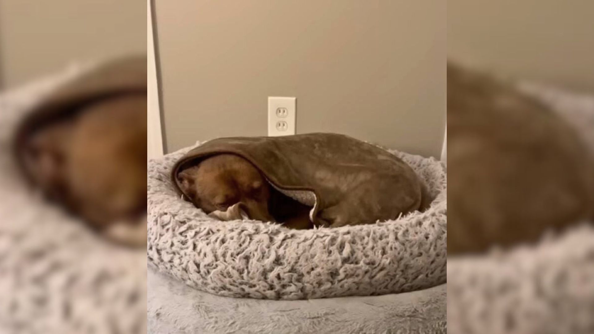 Dog Dumped On A Texas Road Rebuilds His Life With The Person Who Believed In Him