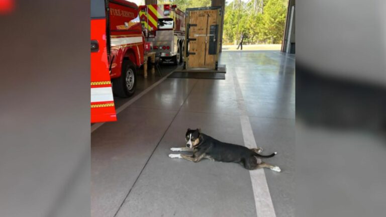dog in fire station