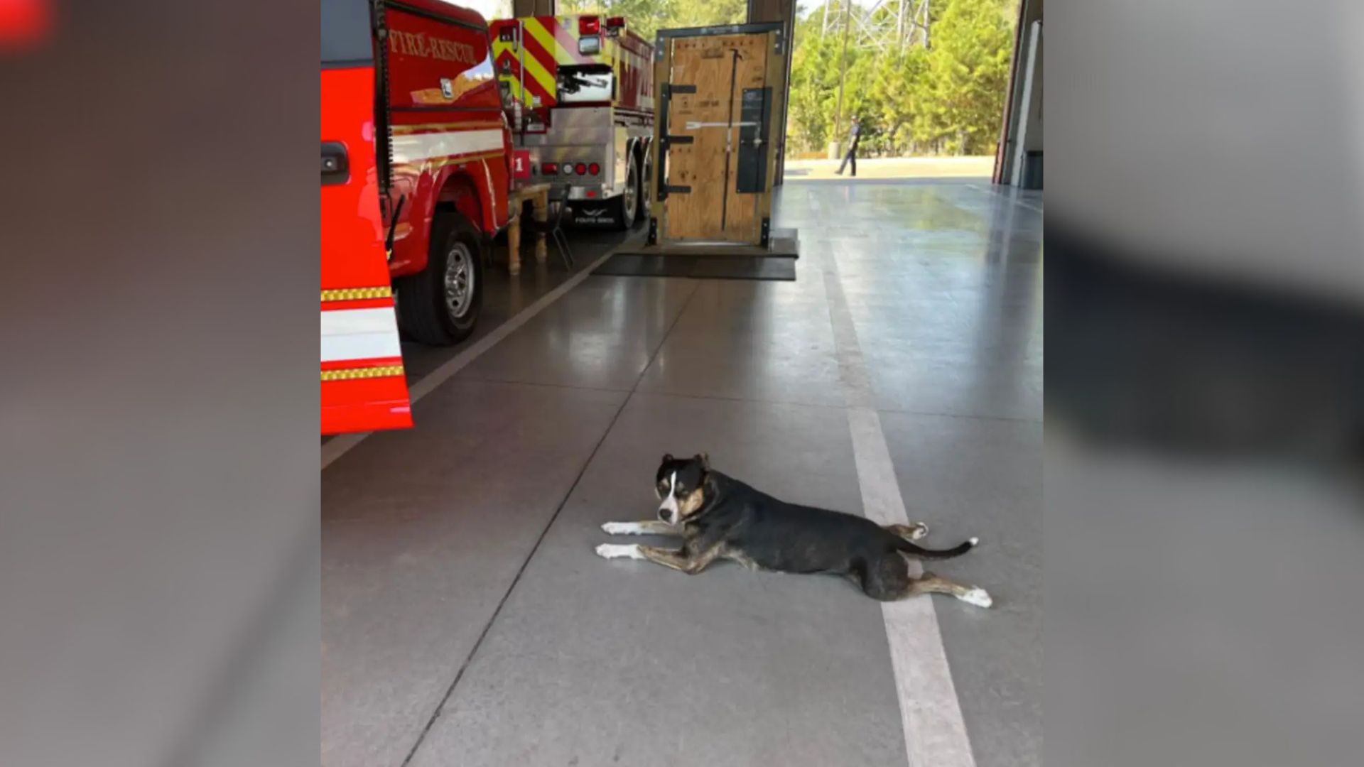 Dog Finds Her Way Into Texas Fire Station, What Happens Next Warms Everyone’s Hearts