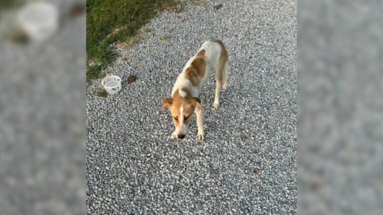 dog on road