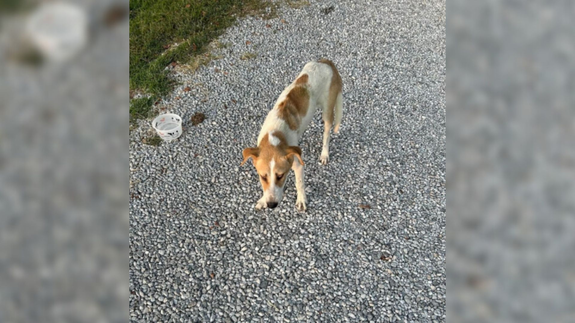 Dog Found Waiting For Someone On A Rural Illinois Road, And The Reason Is Heartbreaking