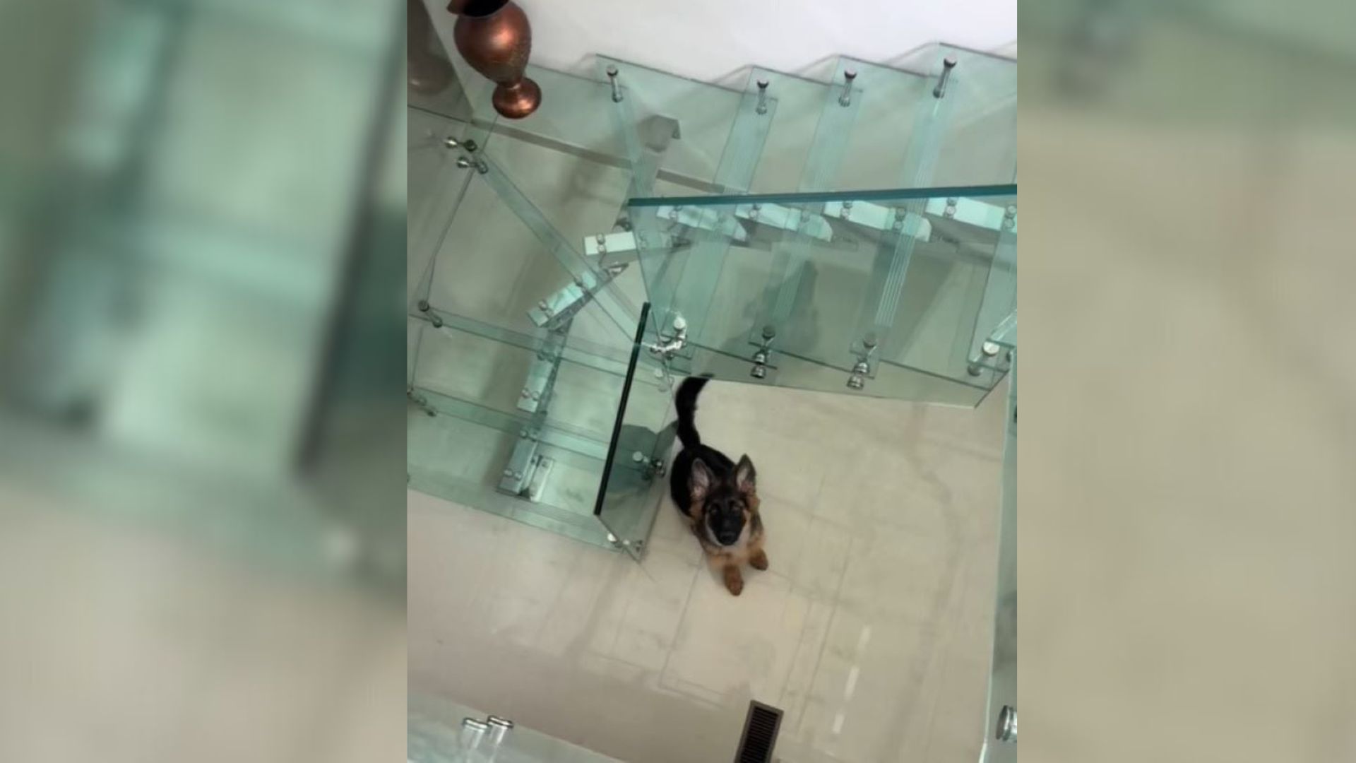 Dog From New Jersey Has A Hilarious First Encounter With Glass Stairs That Shocks His Owner