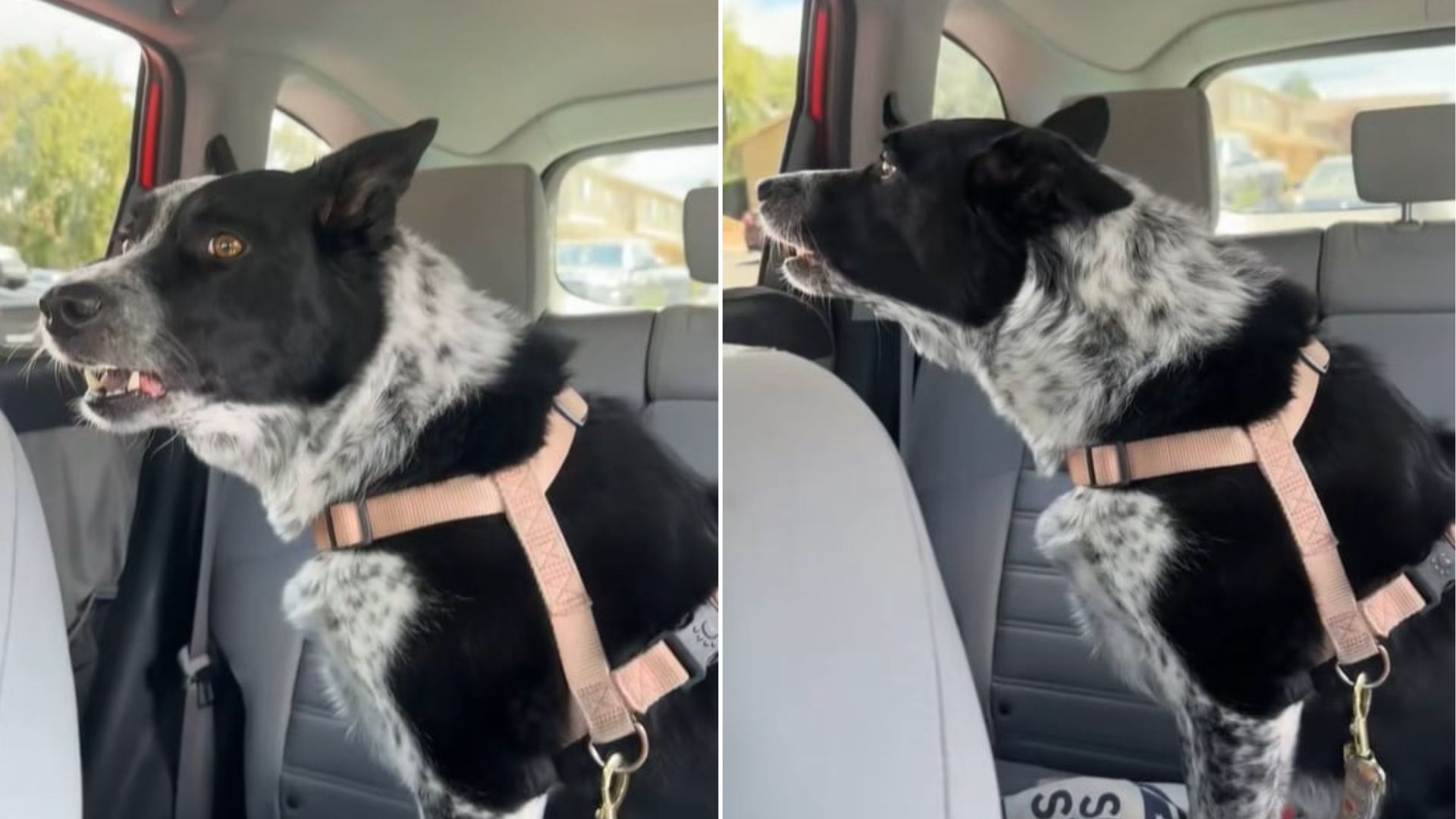 The dog is riding in the car