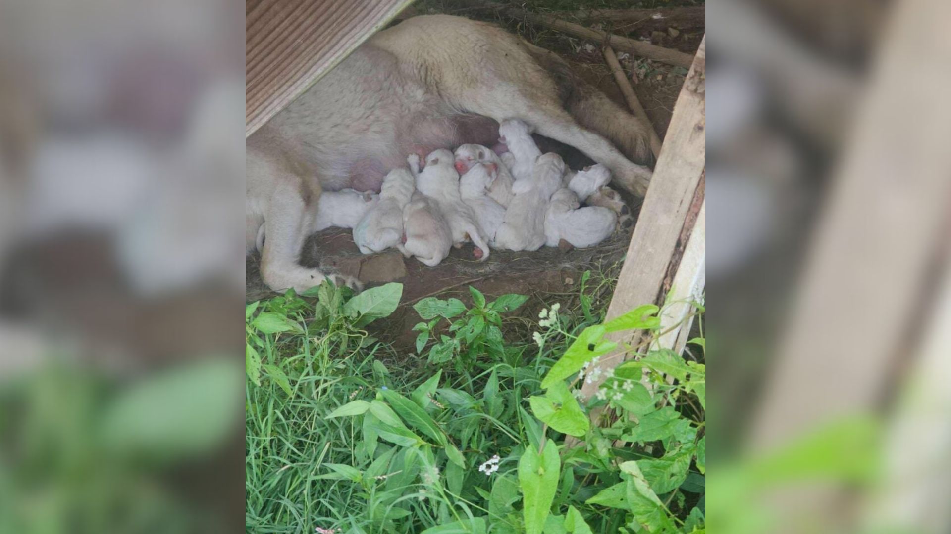 Dog In Tennessee Sacrifices Everything To Save Her 12 Puppies, Then A Beautiful Moment Occurred
