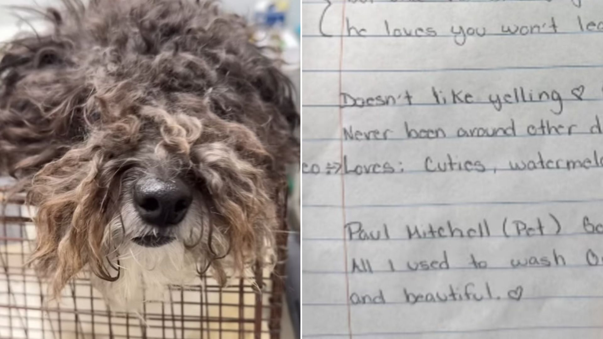 Dog Left At California Shelter With A Note That Left Rescuers Shattered