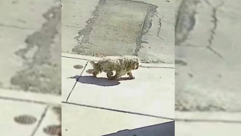 white dog on street