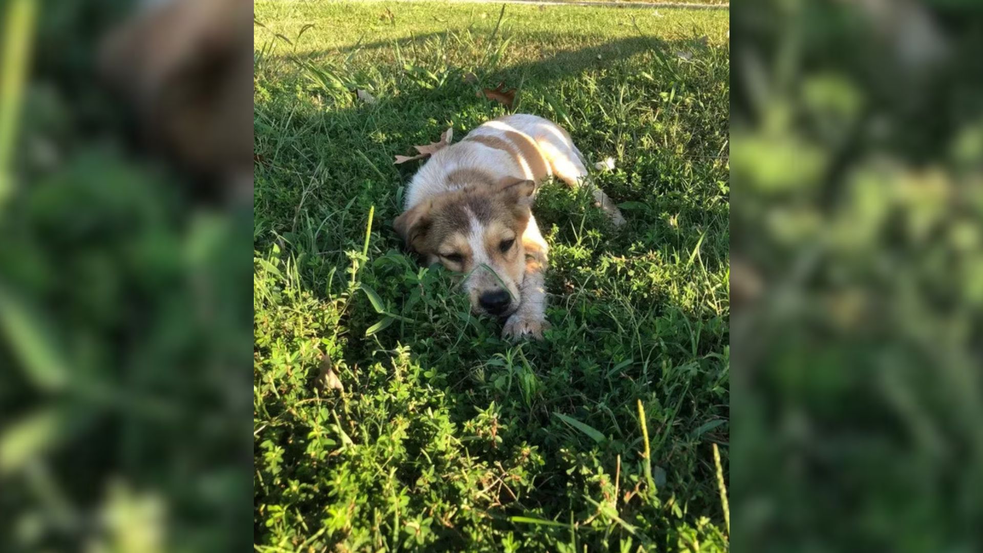 Dog Rescued As A Tiny Pup Grows Up And Surprises His Oklahoma Family With His True Breed