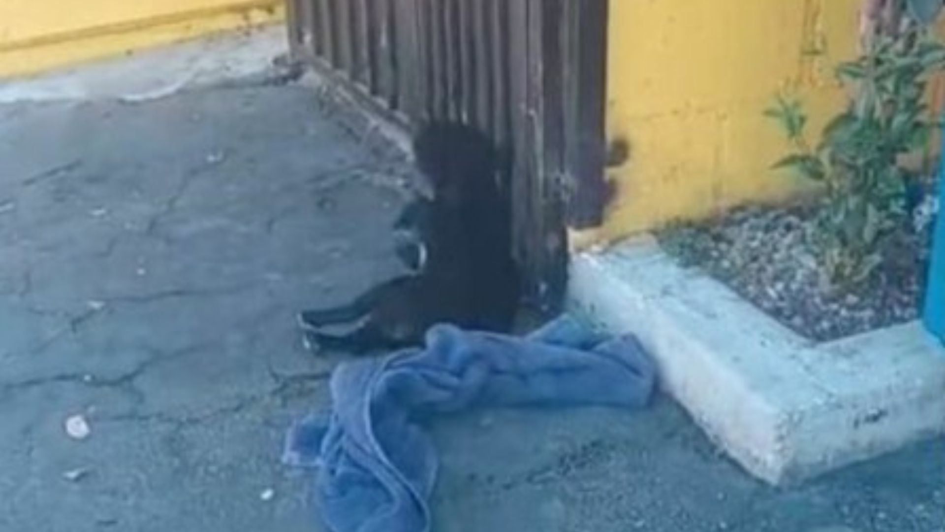 Dog Rescued In California After Accident Turns Out To Have A Dad Desperately Looking For Her