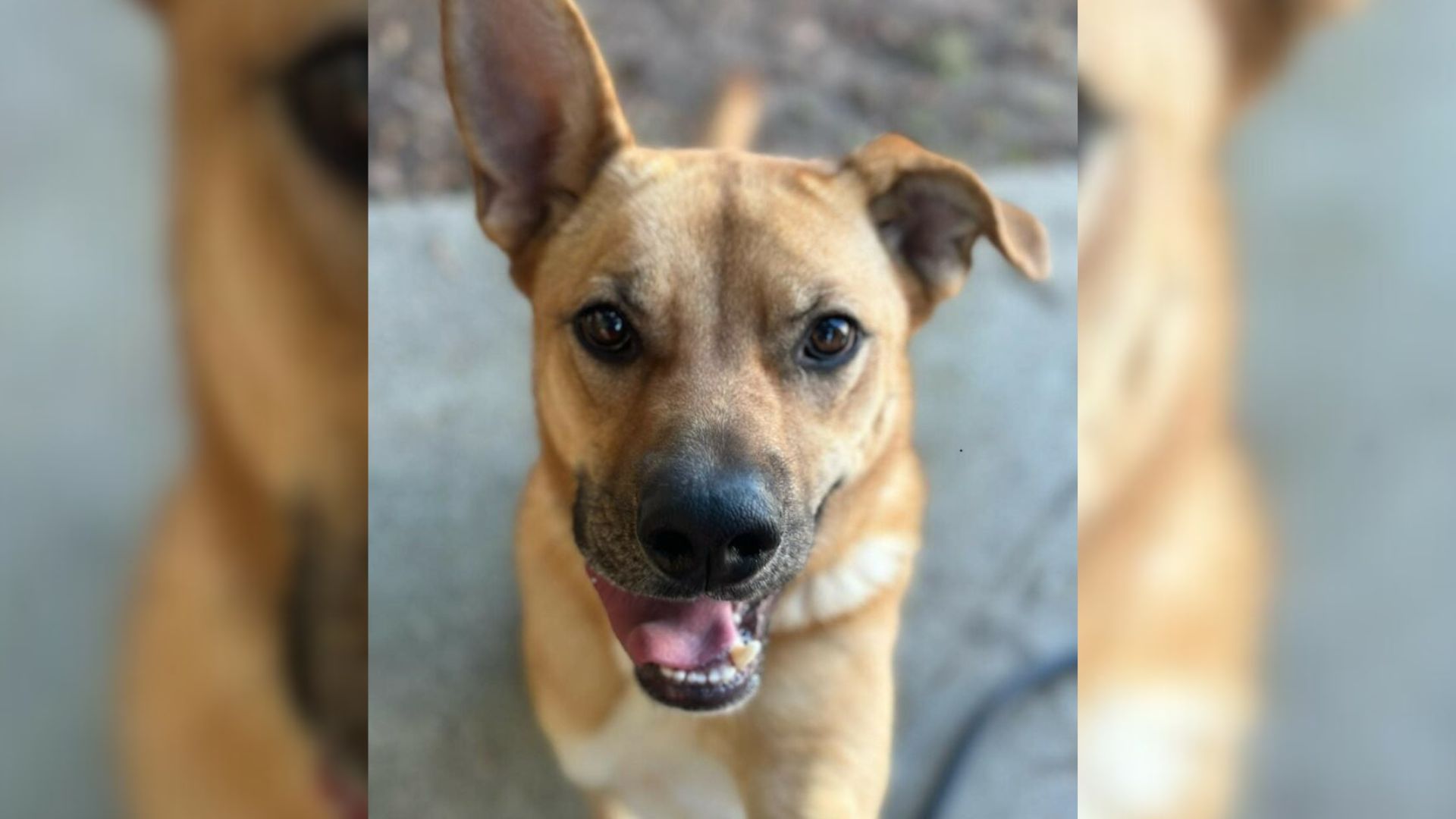 Dog Spends 1,000 Days Overlooked At South Carolina Shelter But Her Faith In Love Remains Strong