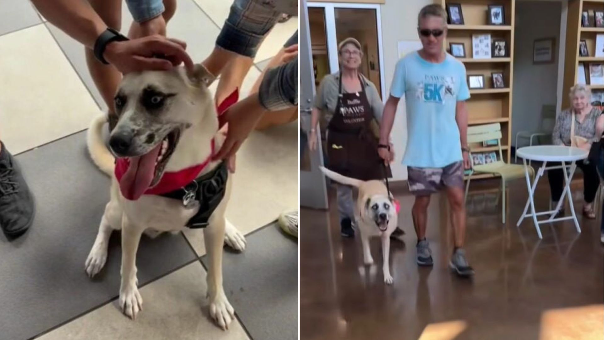 Dog Spends 933 Days At Shelter Hoping For A Family, And Her Goodbye Party Melts Hearts