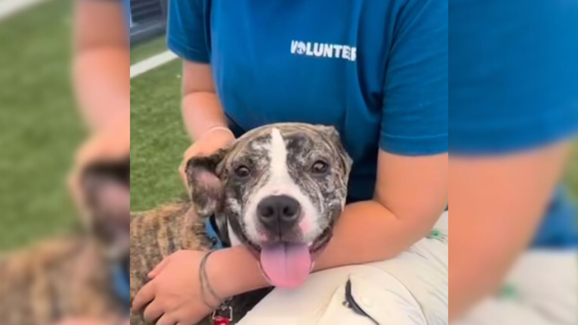 Dog Who Was Given A Home Got Surrendered To New York Shelter After 3 Months, But That Didn’t Change Her At All