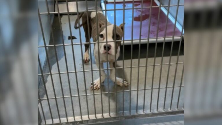 dog in crate