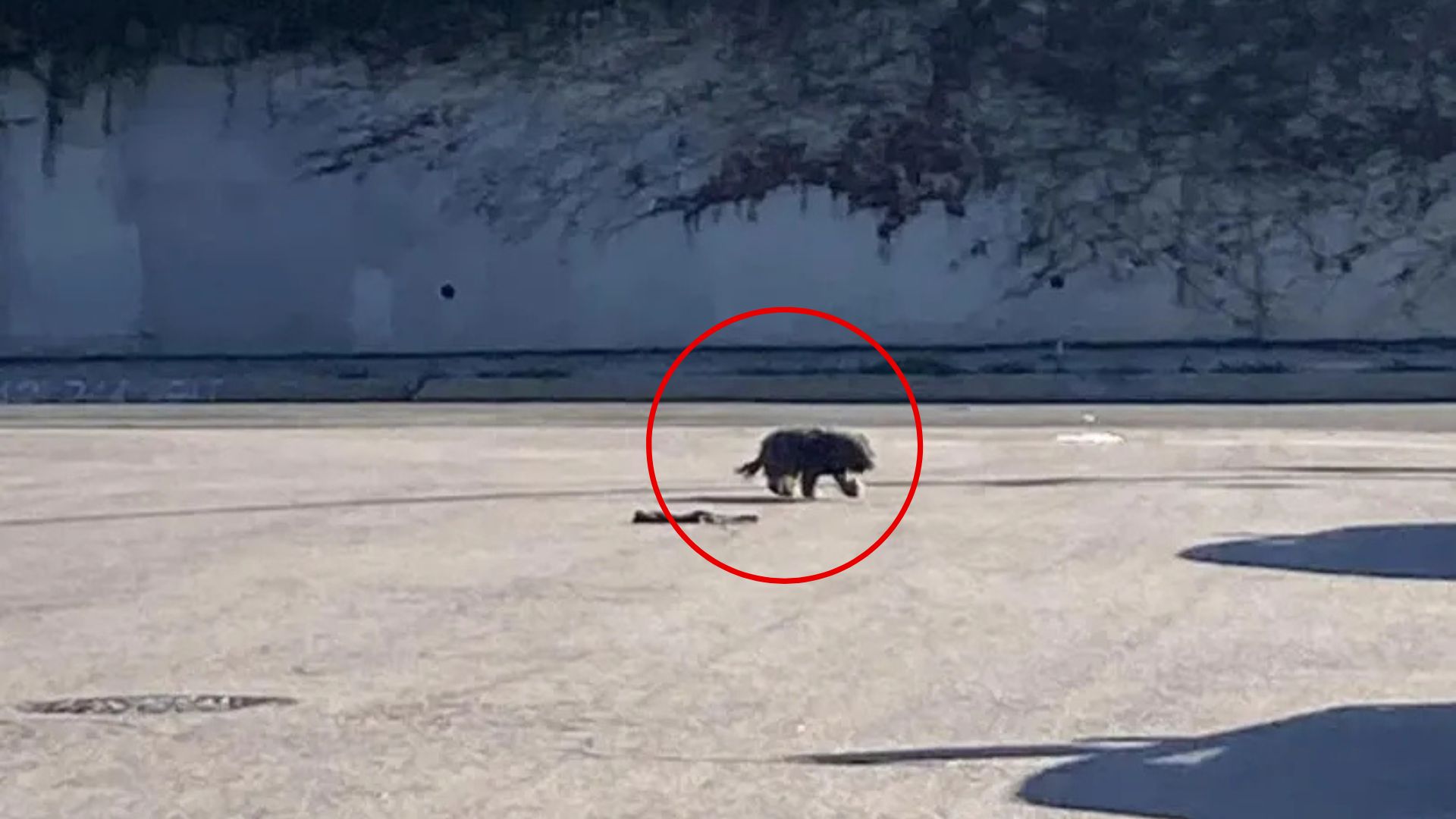 Driver Hits The Brakes After Spotting Something Moving On A California Road