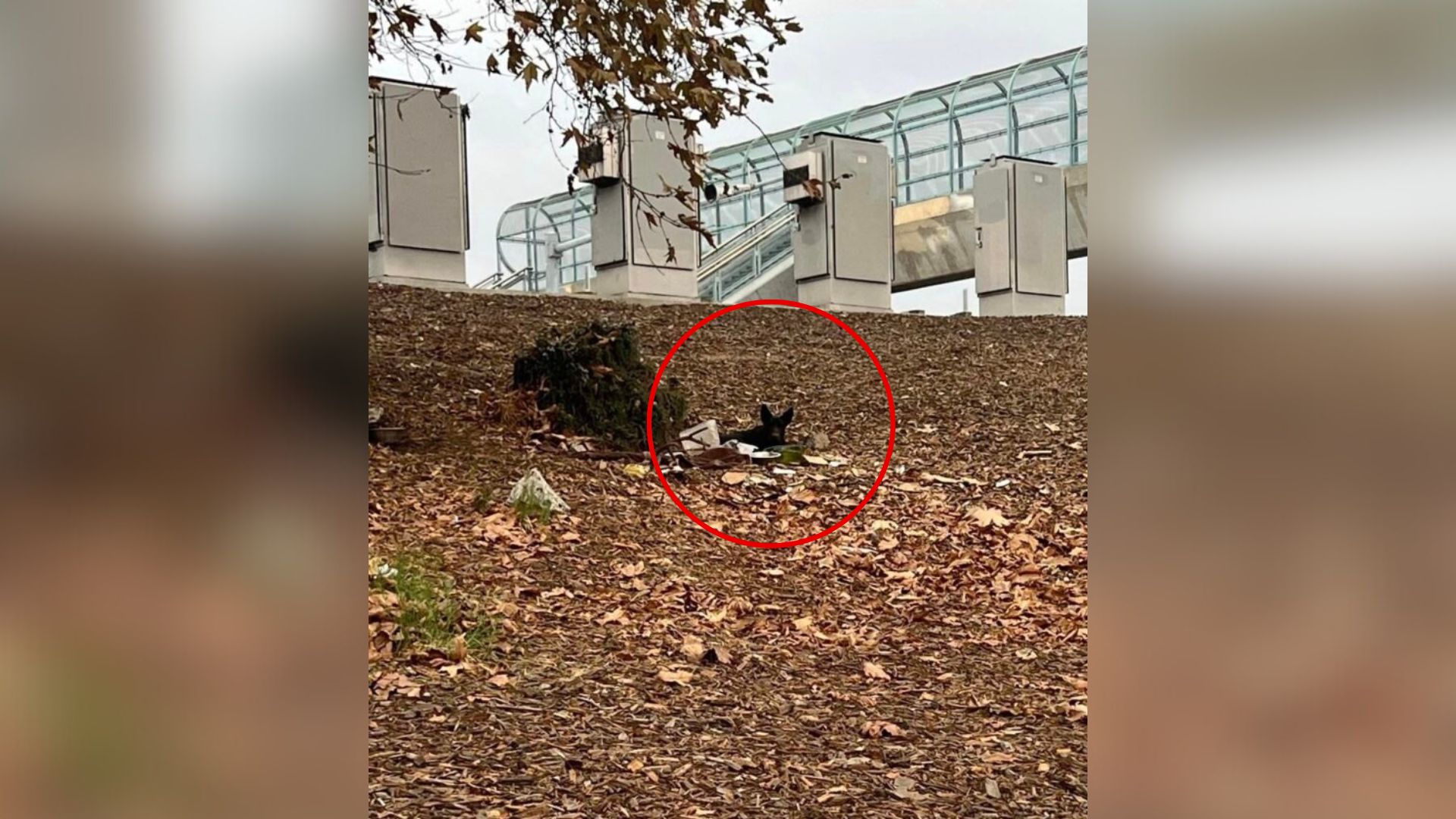 Driver Notices Something Hidden Near California Highway And It Sparks A Dangerous Rescue