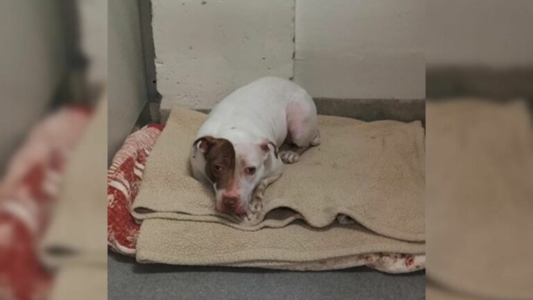 dumped dog