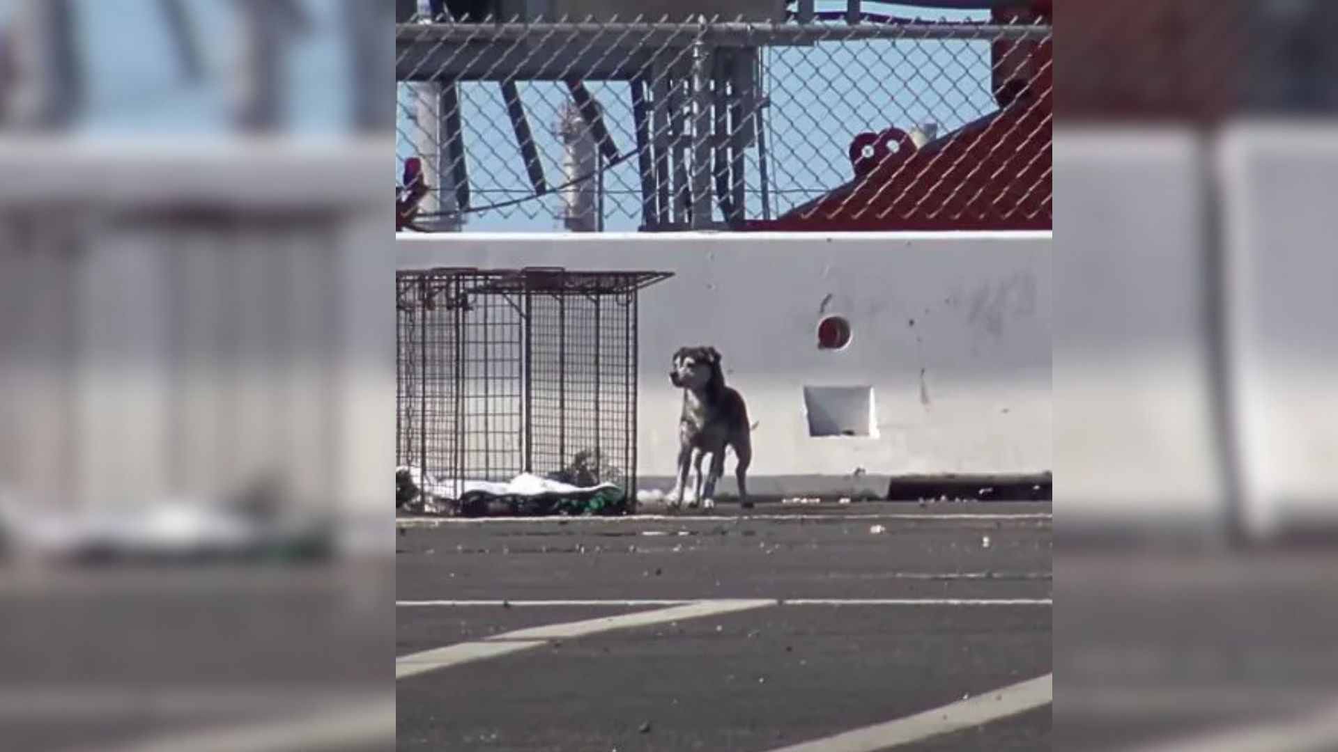 Elusive California Stray Pup Dodges Everyone For Years Before A Breakthrough
