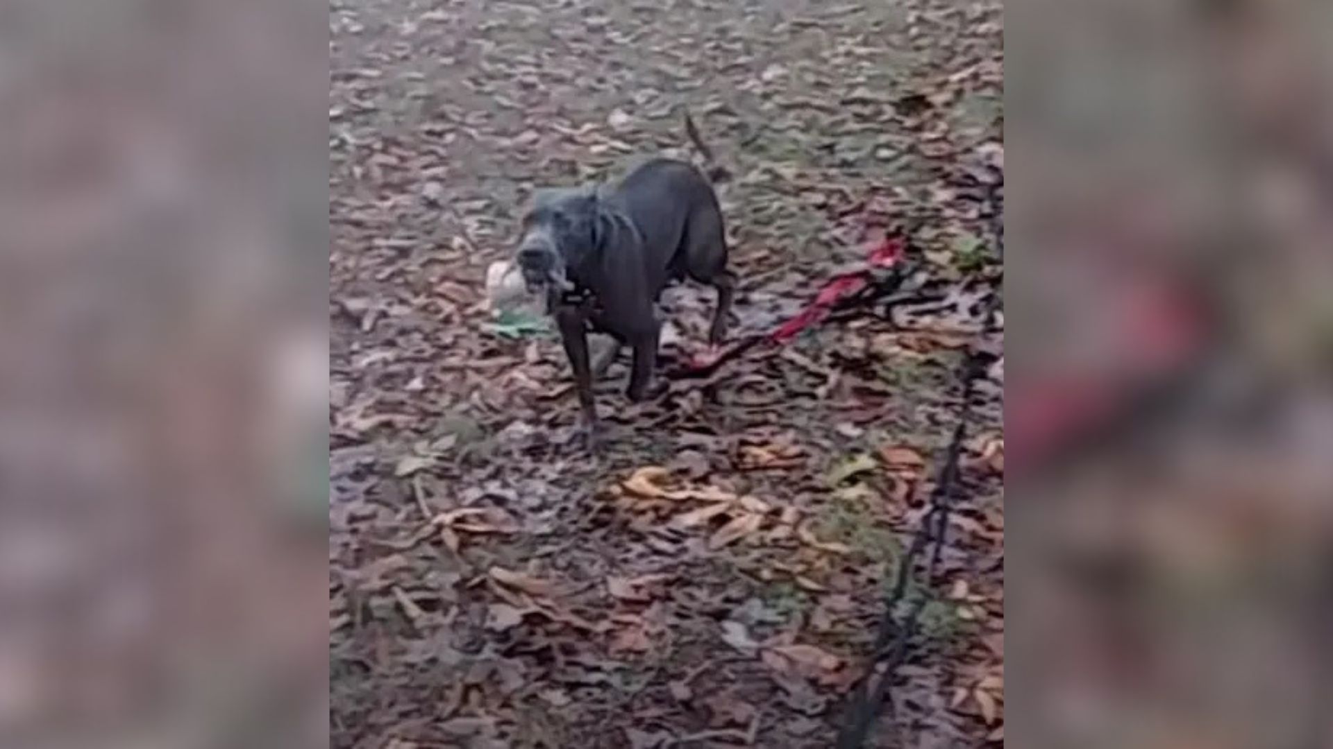 Exhausted Mother Dog In Missouri Finally Lets Down Her Guard In A Moment Of Vulnerability