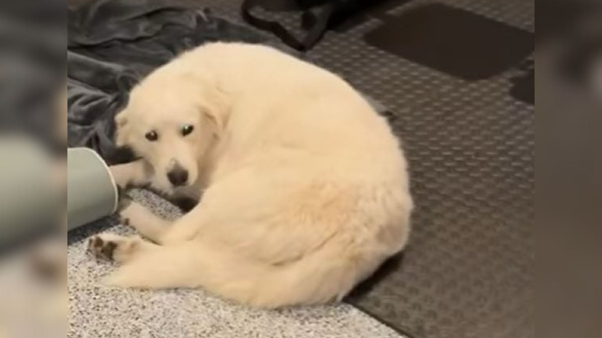 Family Welcomes A Stray Into Their Texas Home And Learns She’s Carrying More Than Just Hope