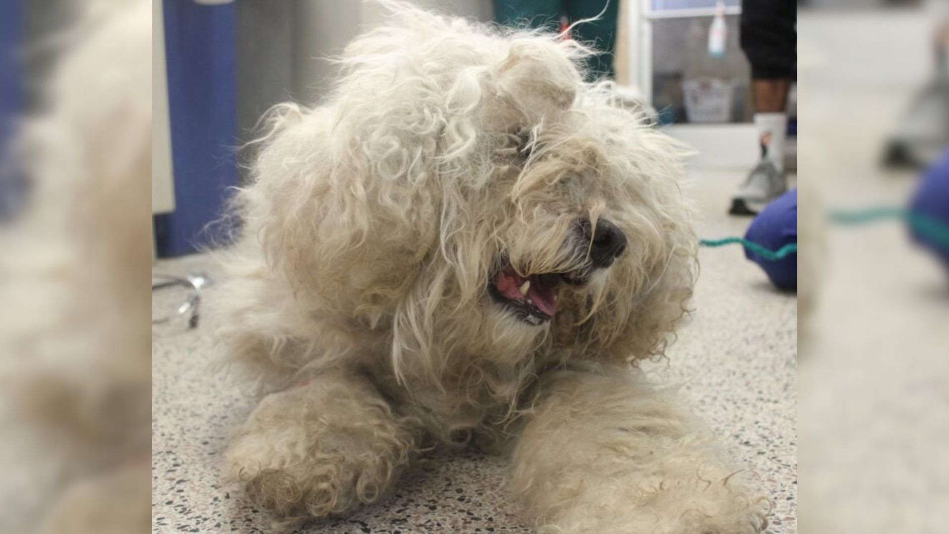 Fifteen-Year-Old Dog Surrendered In Pennsylvania Finds Hope Again After A Heartbreaking Loss