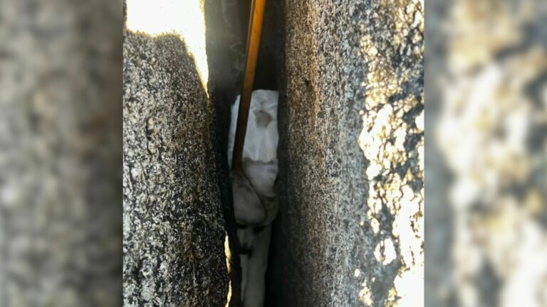 stuck puppy