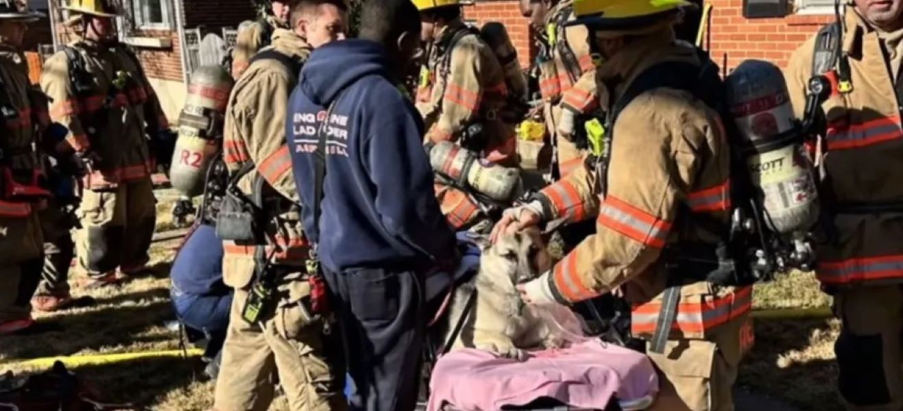 Firefighters carried the dog out on a stretcher