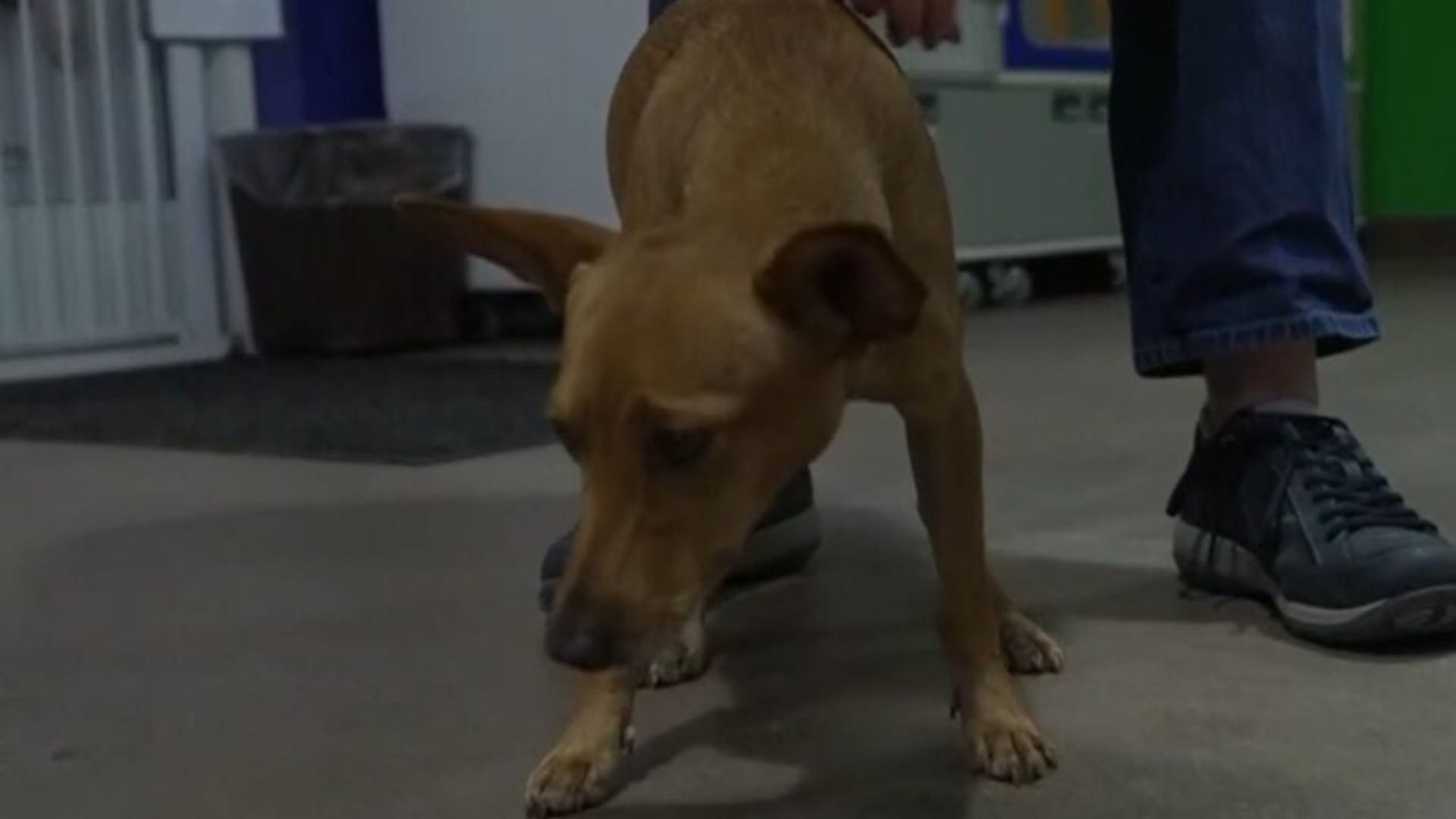 Florida Animal Control Confronts Cruelty When Chihuahua Mix Is Discovered Bound And Abandoned