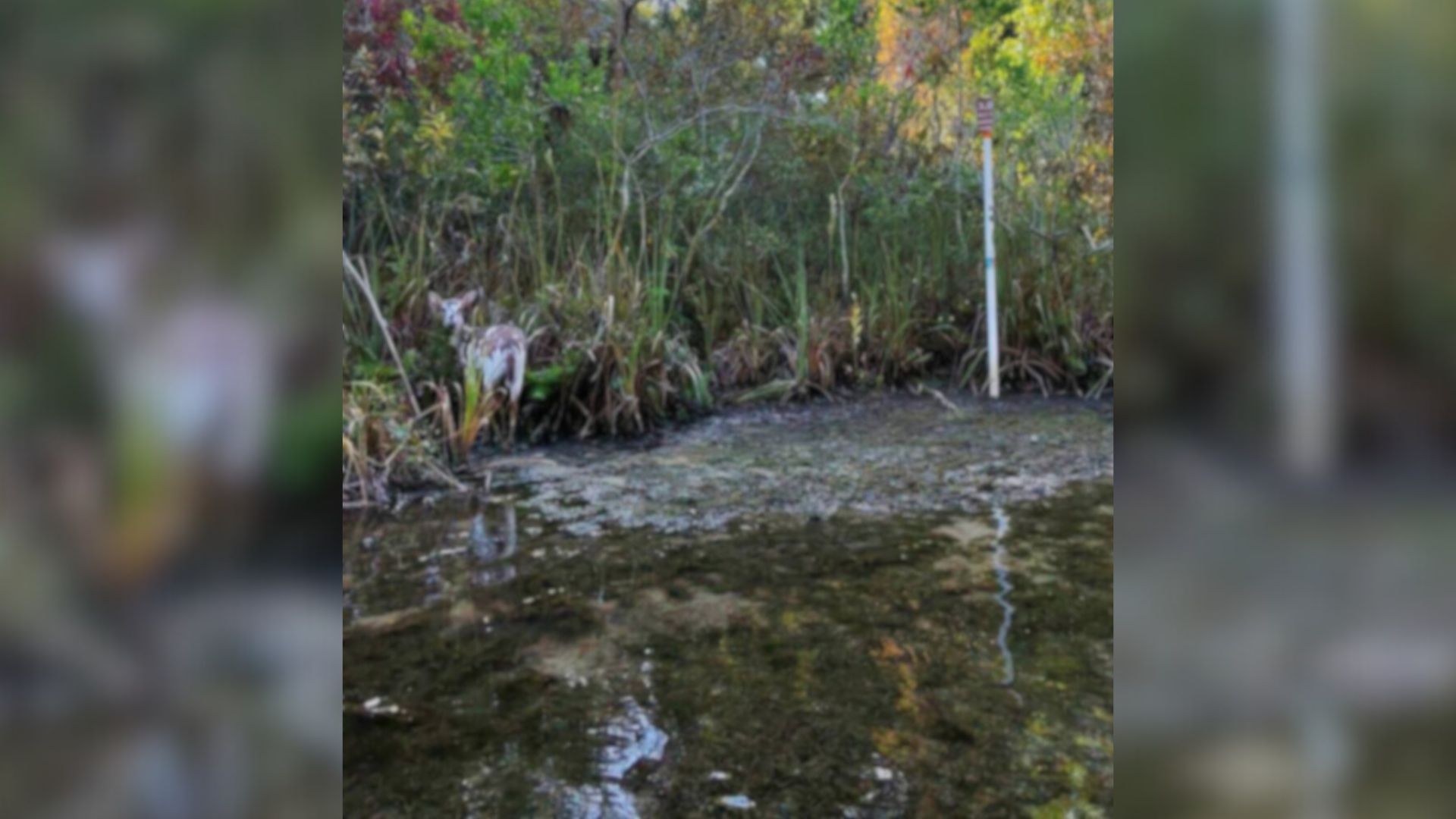 Florida Boater Left Stunned After Rare Speckled Creature Appears On Riverbank