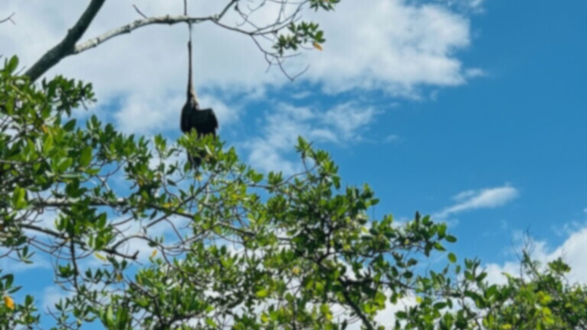 Florida Boater Makes A Shocking Mangrove Discovery That Turns Into A Rescue