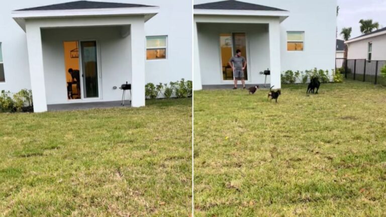 dogs in yard