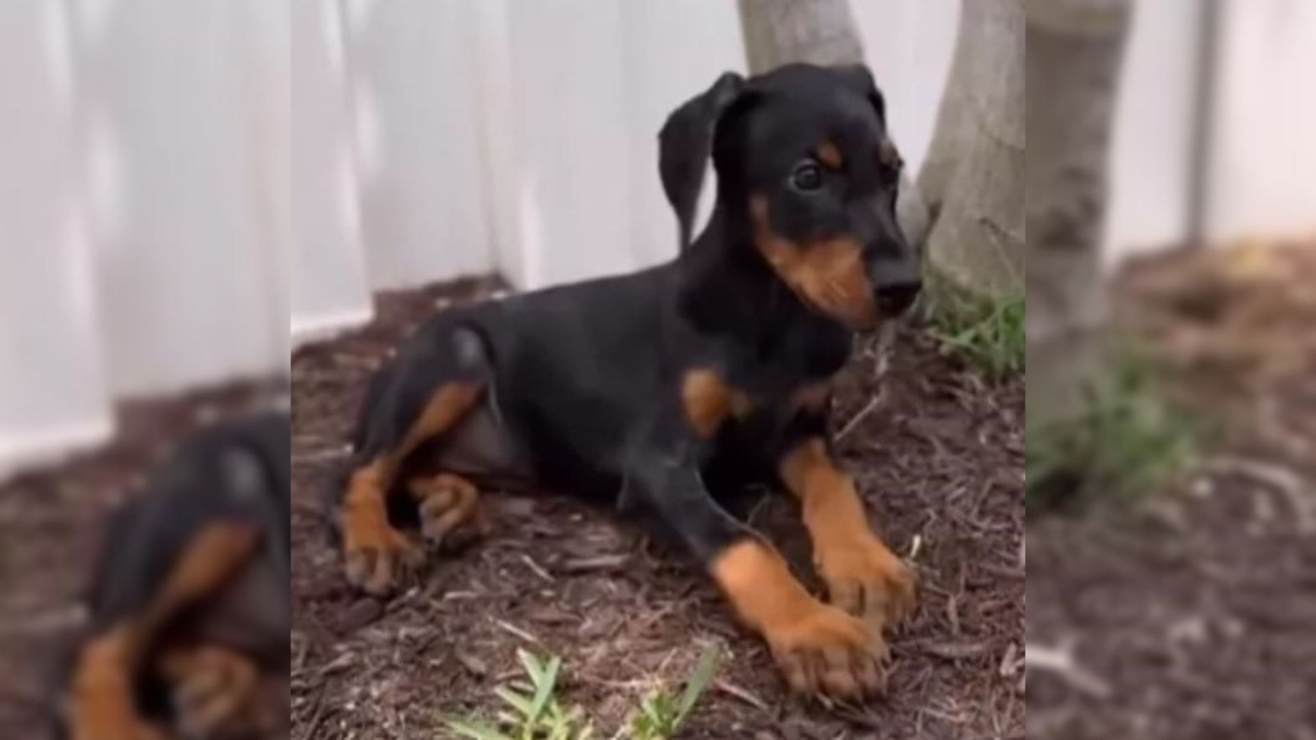 Florida Couple’s Heartwarming Adoption Of Doberman Puppy Turns Their Dog Into A Total Softie
