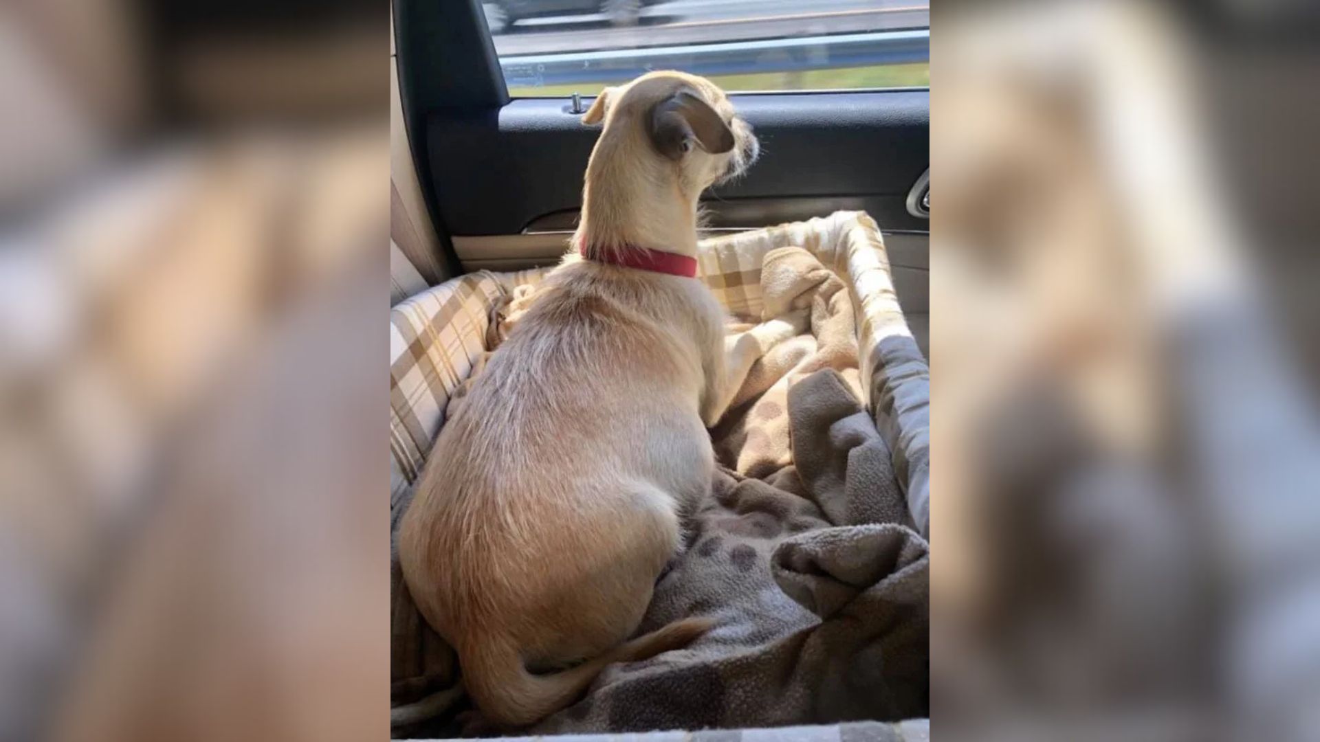 Florida Couple’s Road Trip Takes A Dramatic Turn When Shelter Stop Brings An Unforeseen Surprise