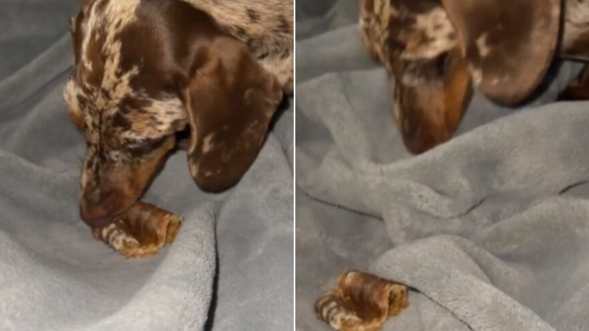 Florida Dachshund Puppy Has A Funny Habit With His Treats That Leaves Everyone Laughing