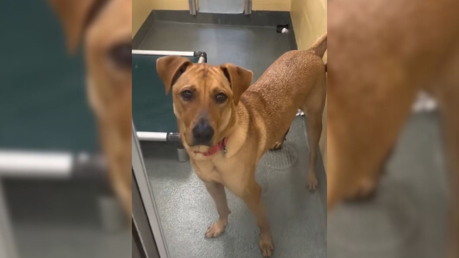 Florida Dog Returned Three Times Still Waits For A Family Who Won’t Give Up  