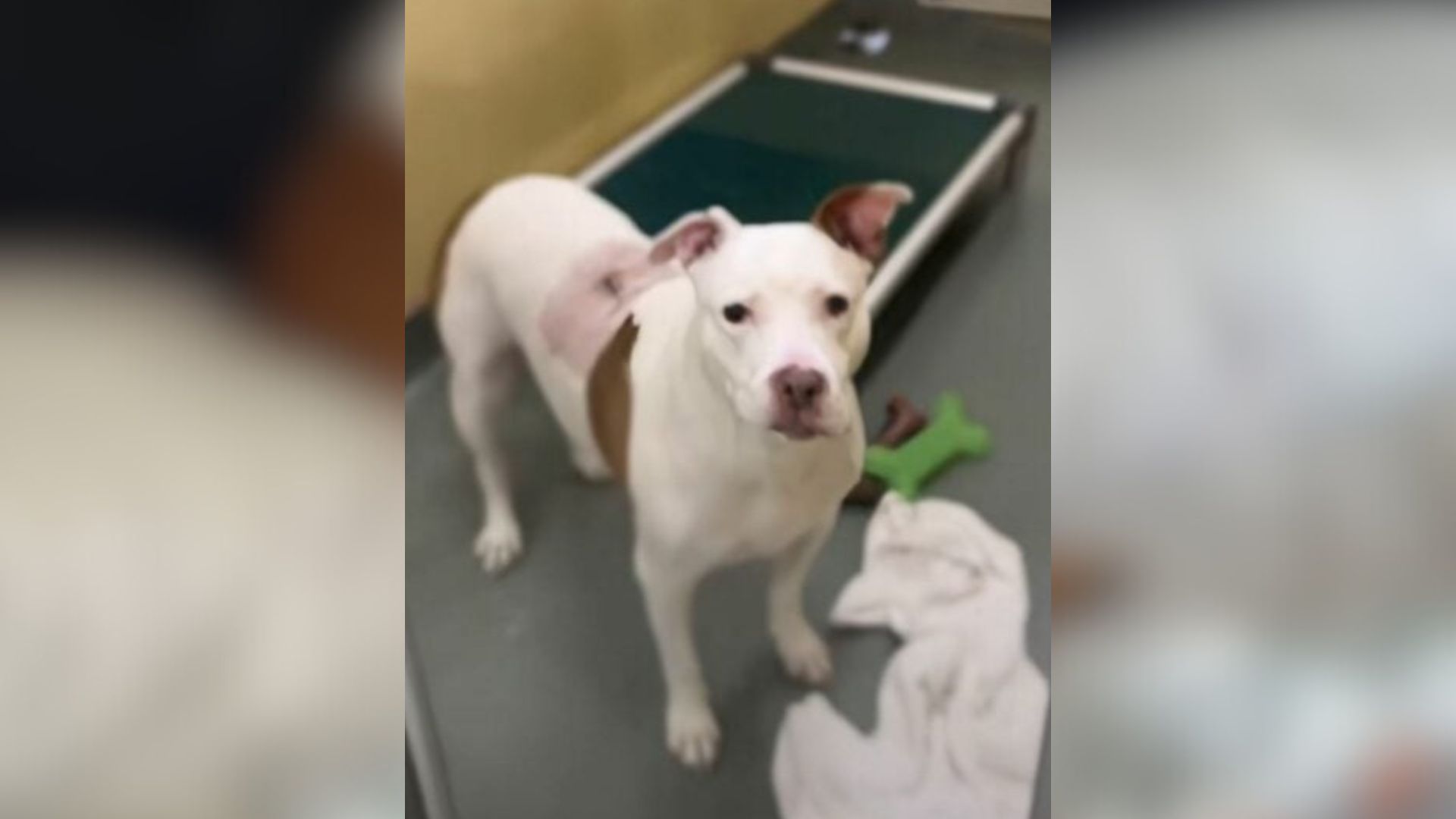 Florida Dog Shows Heartwarming Resilience After Facing Return To Shelter